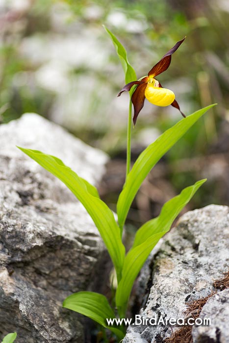 Lady's-slipper (Cypripedium calceolus, Cypripedilum calceolus)