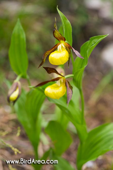 Lady's-slipper (Cypripedium calceolus, Cypripedilum calceolus)