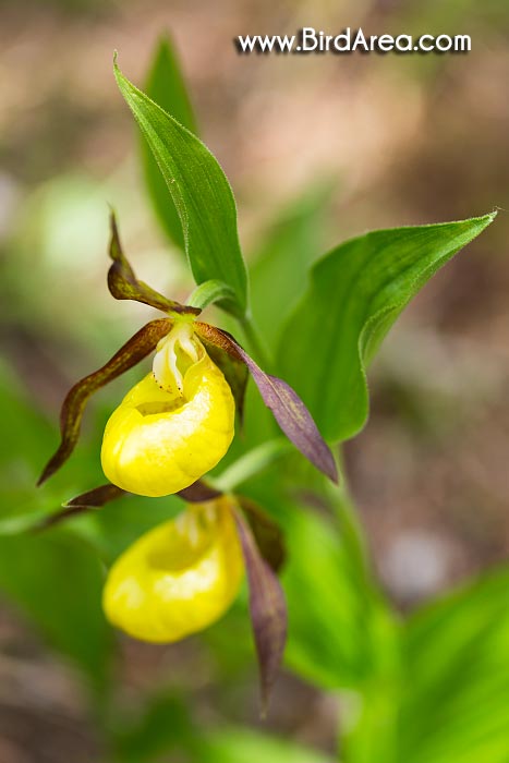 Lady's-slipper (Cypripedium calceolus, Cypripedilum calceolus)