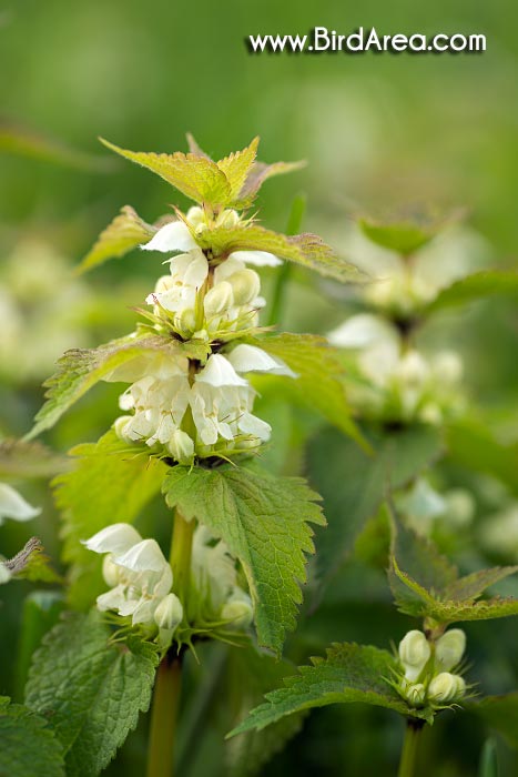 White Dead-nettle (Lamium album)