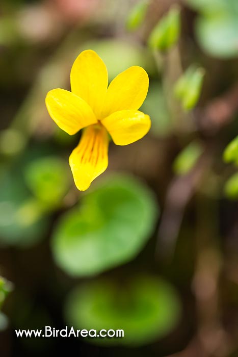 Alpine Yellow-violet (Viola biflora, Chrysion biflorum, Dischidium biflorum, Viola kanoi, Viola manaslensis, Viola tayemonii, Viola uniflora)