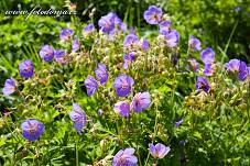 Fotografie Gig_4037352, Kakost luční, Geranium pratense