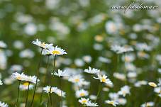 Fotografie Gig_4042200, Kopretina bílá, Leucanthemum vulgare