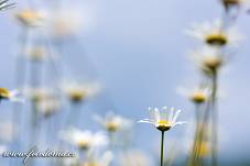 Fotografie Gig_4042206, Kopretina bílá, Leucanthemum vulgare