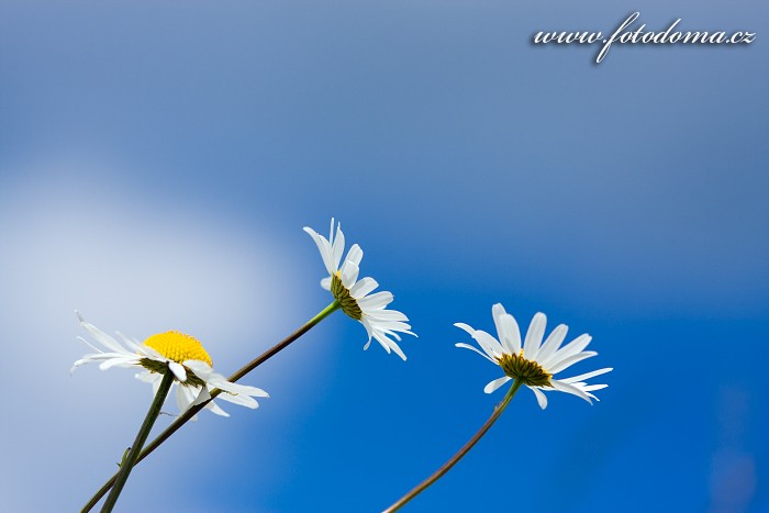 Kopretina bílá, Leucanthemum vulgare