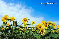 Fotografie Gig_4037321, Slunečnice roční, Helianthus annuus