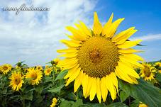 Fotografie Gig_4037324, Slunečnice roční, Helianthus annuus