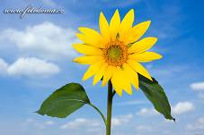 Fotografie Gig_4037558, Slunečnice roční, Helianthus annuus