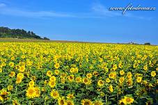 Fotografie Gig_4037642, Slunečnice roční, Helianthus annuus