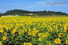 Fotografie Gig_4037644, Slunečnice roční, Helianthus annuus