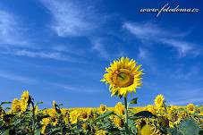 Fotografie Gig_4042389, Slunečnice roční, Helianthus annuus