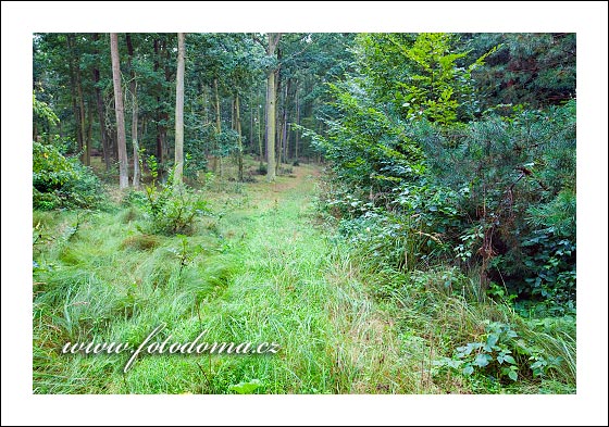 Fotka z obce Plaveč, les nad obcí, Přírodní park Jevišovka